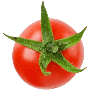Cherrytomate